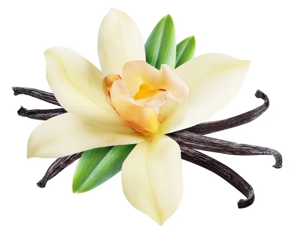 dried-vanilla-sticks-and-orchid